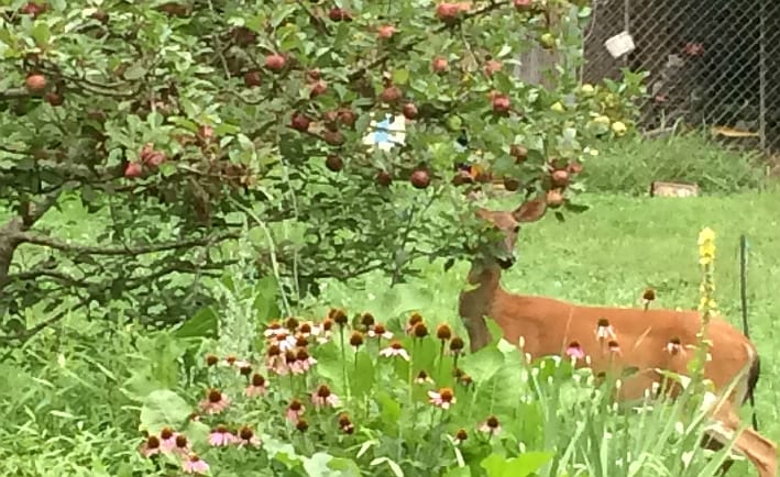 deer eating apples at Sunshine Farm