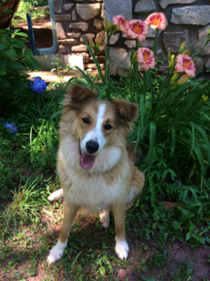 Sunshine Farm's Old Time Scotch Collie 2018 puppy Brigitta (call name Sofie) at 10 months