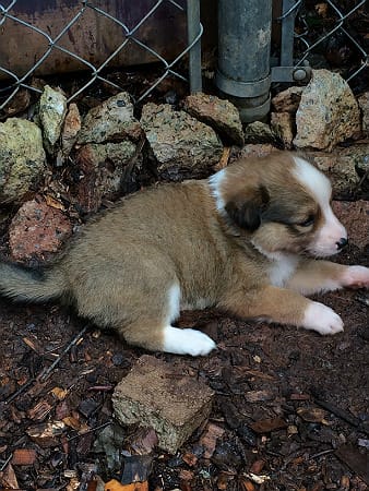 Sunshine Farm's Old Time Scotch Collie 2018 puppy Brigitta laying down