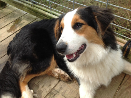 Sunsine Farm's Old Time Scotch Collie 2018 puppy Friedrich (call name Gilley) at 10 months