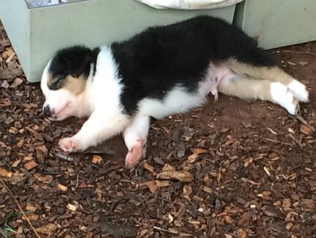 Sunshine Farm's Old Time Scotch Collie 2018 puppy Friedrich laying down