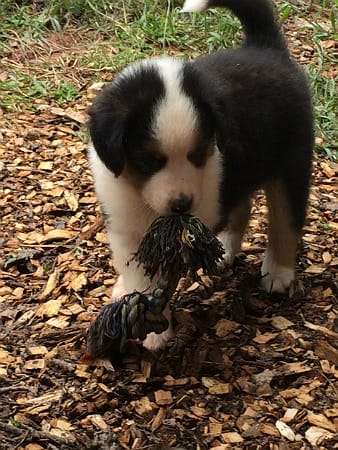 Sunshine Farm's Old Time Scotch Collie 2018 puppy Friedrich playing with rope