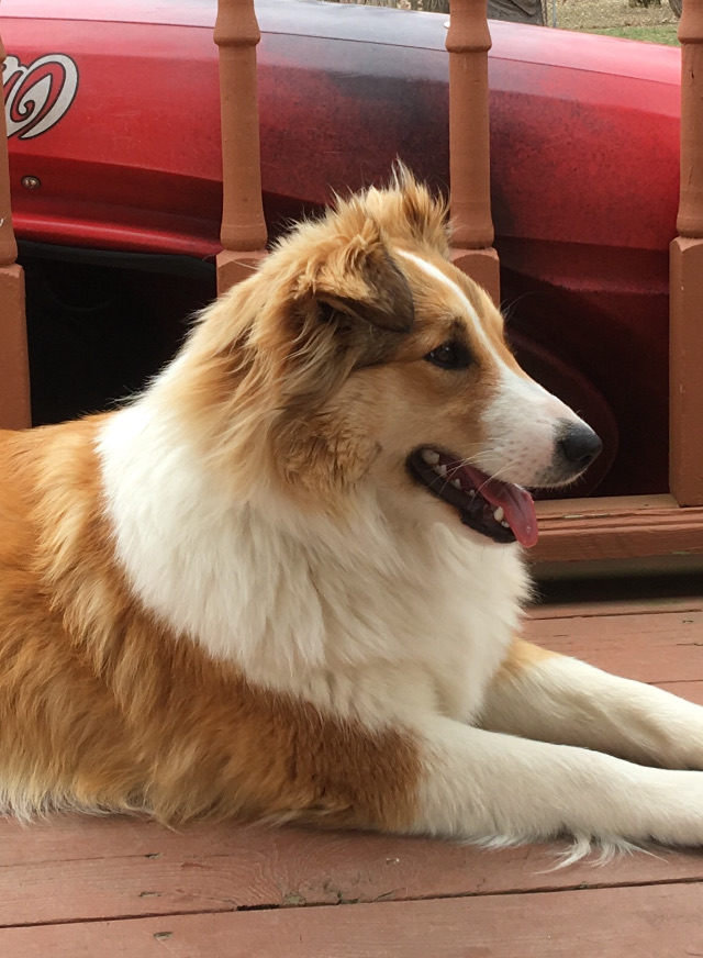 Sunshine Farm's Old Time Scotch Collie 2018 puppy Gretl face