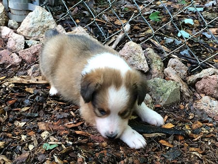 Sunshine Farm's Old Time Scotch Collie 2018 puppy Gretl laying down