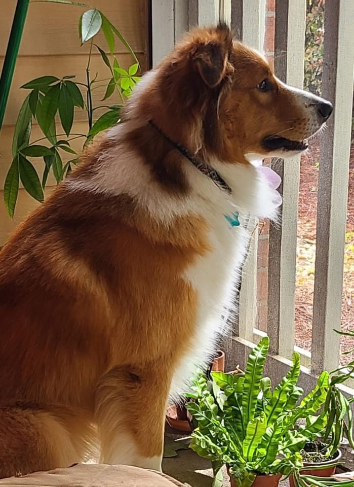 Sunshine Farm's Old Time Scotch Collie 2018 puppy Kurt at 10 months