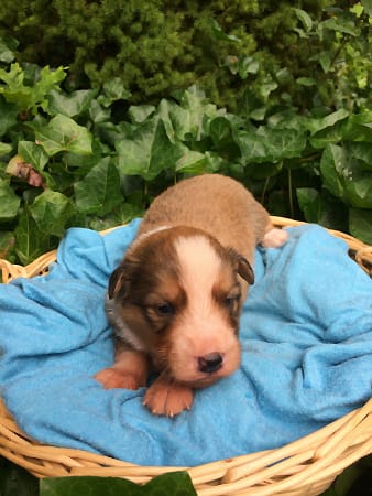 Sunshine Farm's Old Time Scotch Collie 2018 puppy Kurt at 11 days old, front view