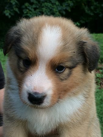 Sunshine Farm's Old Time Scotch Collie 2018 puppy Kurt's face