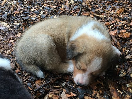 Sunshine Farm's Old Time Scotch Collie 2018 puppy Kurt laying down