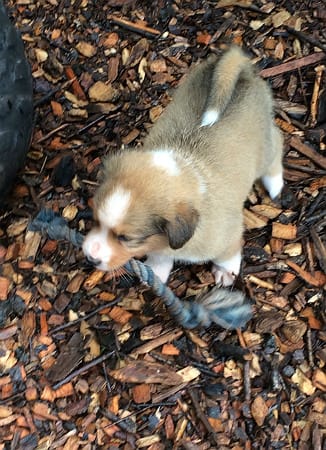 Sunshine Farm's Old Time Scotch Collie 2018 puppy Kurt playing with a rope