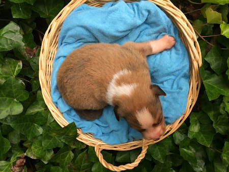 Sunshine Farm's Old Time Scotch Collie 2018 puppy Kurt at 11 days old, top view