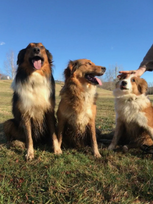 Sunshine Farm's Old Time Scotch Collie 2018 puppy Liesl (call name Mary) at 8 months