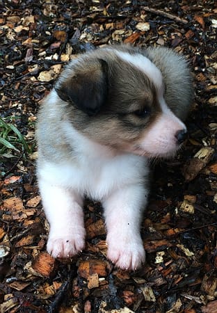 Sunshine Farm's Old Time Scotch Collie 2018 puppy Liesl laying down image 2