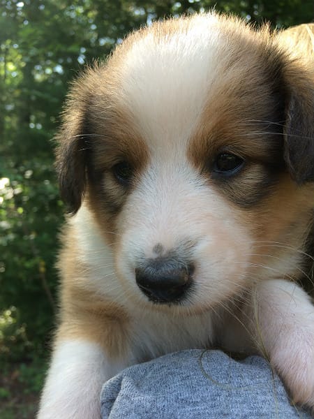 Sunshine Farm's Old Time Scotch Collie 2018 puppy Louisa's face
