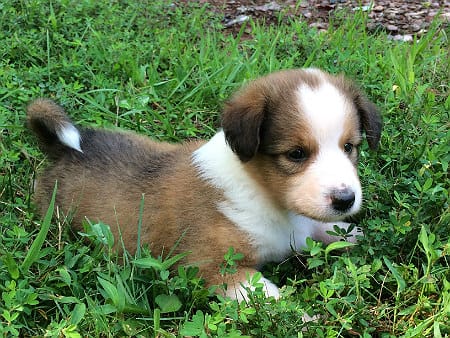 Sunshine Farm's Old Time Scotch Collie 2018 puppy Louisa in the grass
