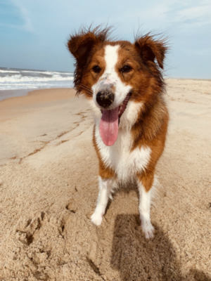 Sunshine Farm's Old Time Scotch Collie 2018 puppy Louisa (call name Scout) at 10 months