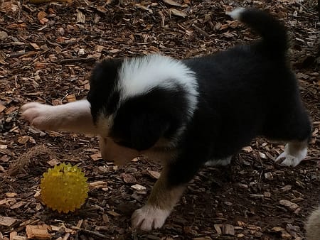 Sunshine Farm's Old Time Scotch Collie 2018 puppy Maria playing with a ball