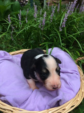 Sunshine Farm's Old Time Scotch Collie 2018 puppy Maria at 11 days old, front view
