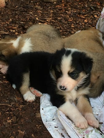 Sunshine Farm's Old Time Scotch Collie 2018 puppy Maria laying down