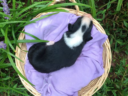 Sunshine Farm's Old Time Scotch Collie 2018 puppy Maria at 11 days old, top view
