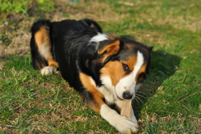 Sunshine Farm's Old Time Scotch Collie 2018 puppy Marta (call name Maple) at 10 months