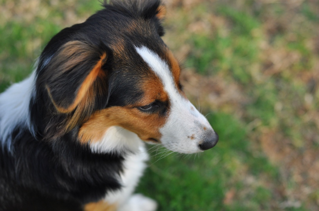 face shot of Sunshine Farm's Old Time Scotch Collie 2018 puppy Marta