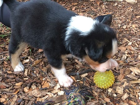 Sunshine Farm's Old Time Scotch Collie 2018 puppy Marta playing with ball