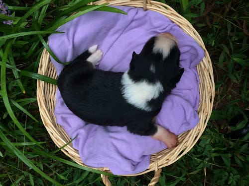 Sunshine Farm's Old Time Scotch Collie 2018 puppy Marta at 11 days old, top view