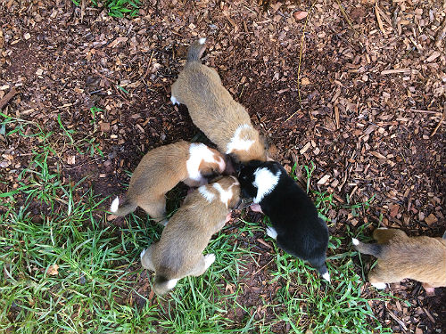 Old Time Scoth Collie puppies eating