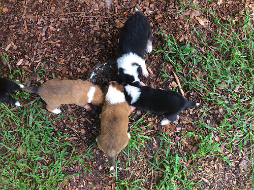 Old Time Scoth Collie puppies eating