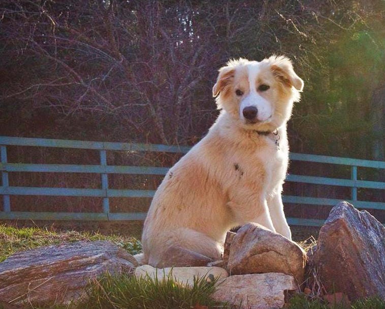 Glen Craigean's Dunrovin Cormac (Wallace) puppy on rocks